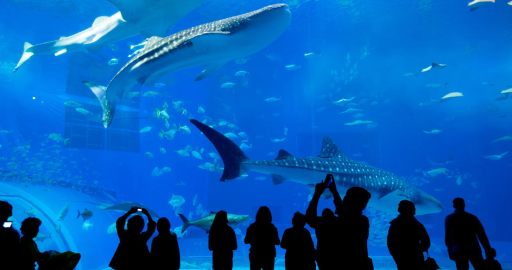 New England Aquarium