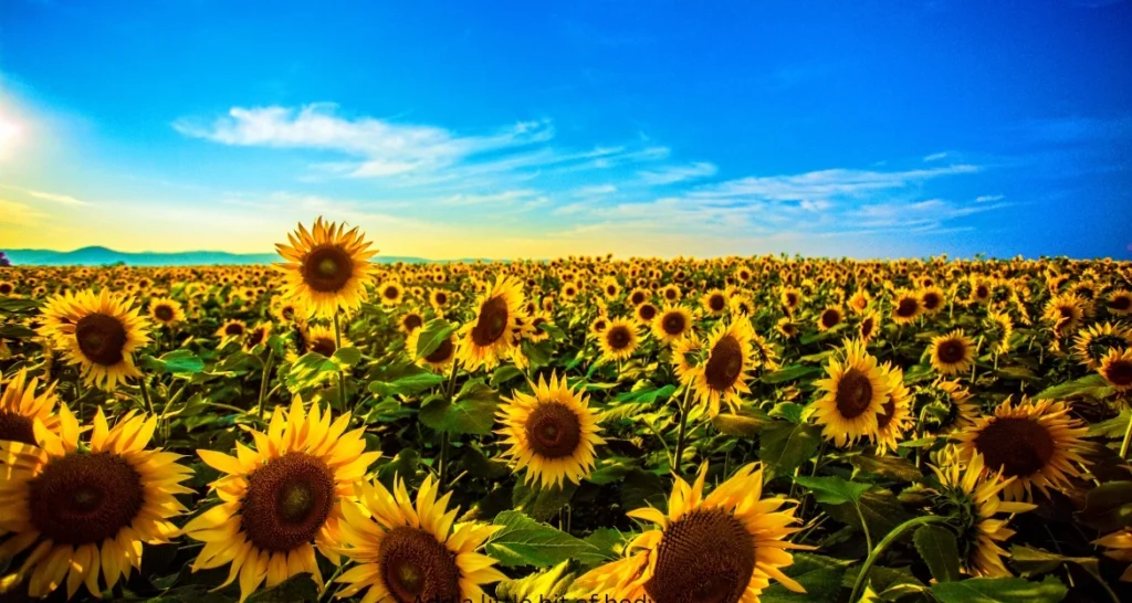 Sunflower Fields