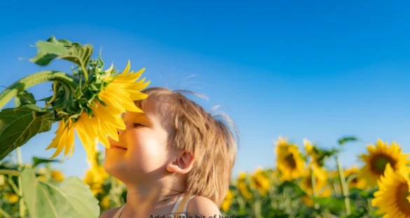 Sunflower Fields