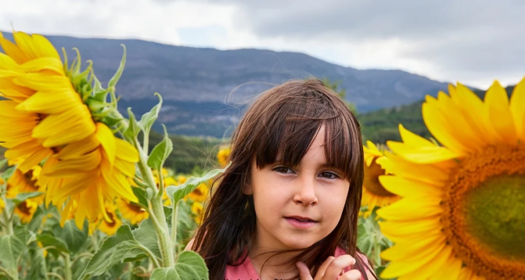 sunflower fields near Brisbane