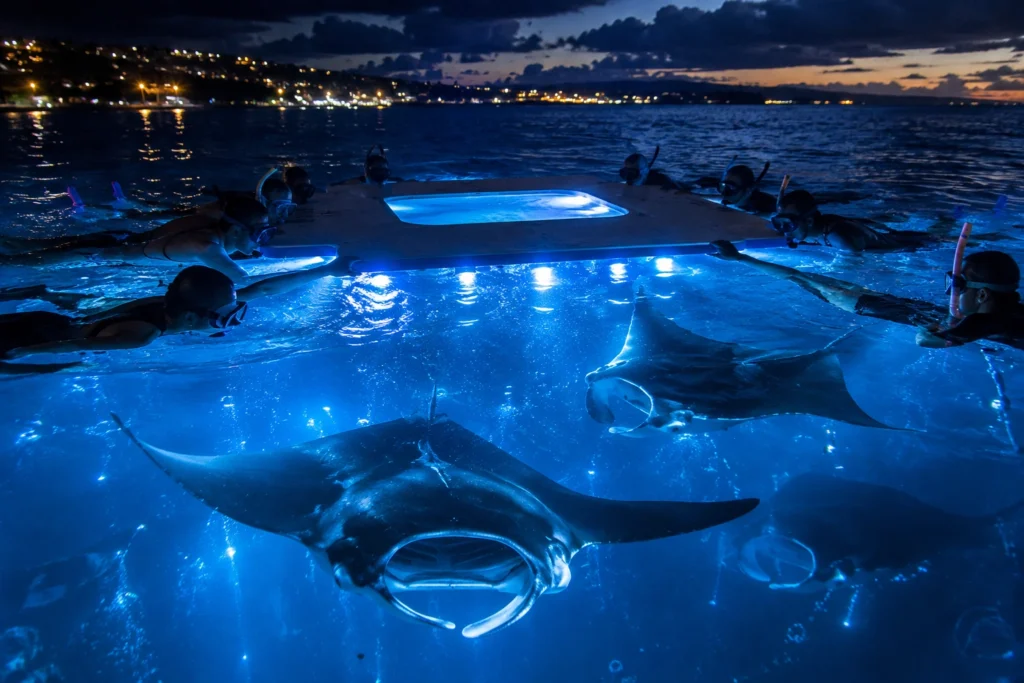 Best Manta Ray Night Snorkel Kona