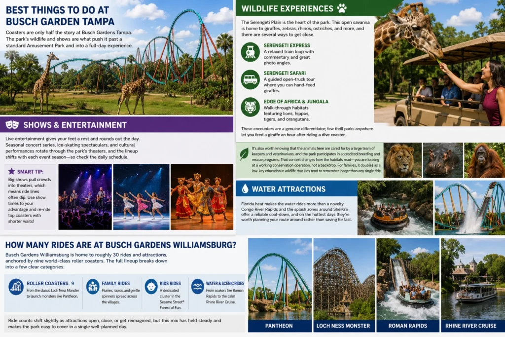 Best Things to Do at Busch Garden Tampa