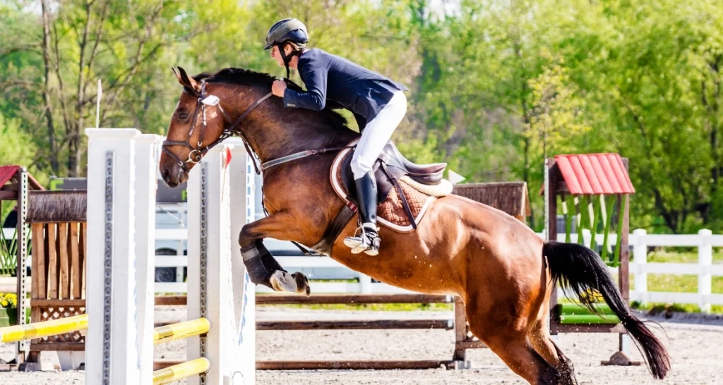Essential Trail Riding Gear for Beginners