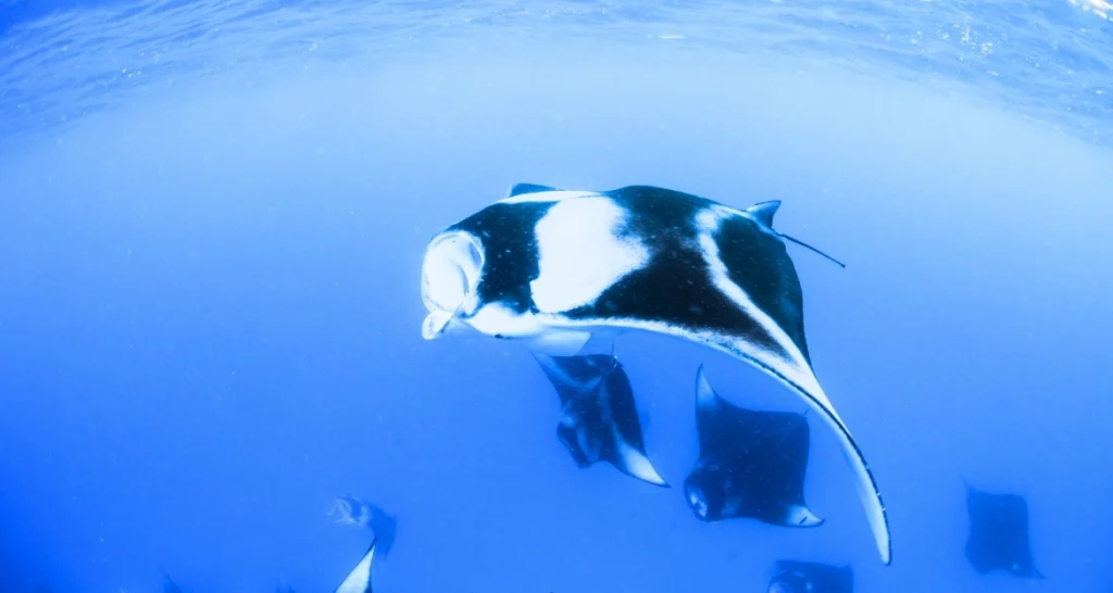 Manta Ray Night Snorkel