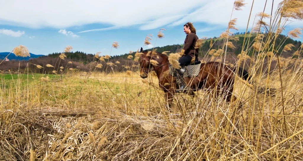 Trail Riding Tips for Beginners