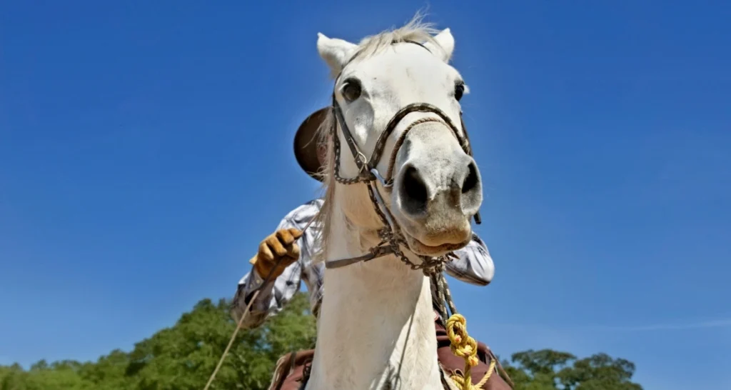 Trail Riding Tips for Beginners