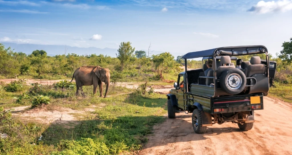 wildlife tours