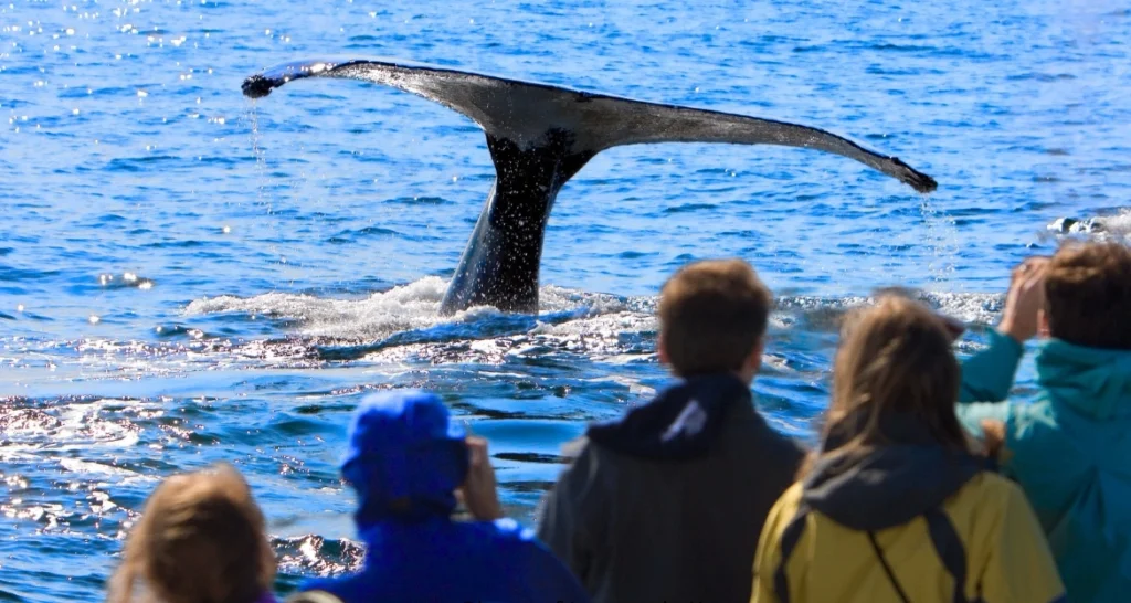 best places for whale watching California