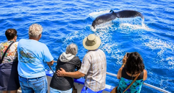 best places for whale watching California