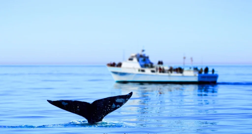 best places for whale watching California