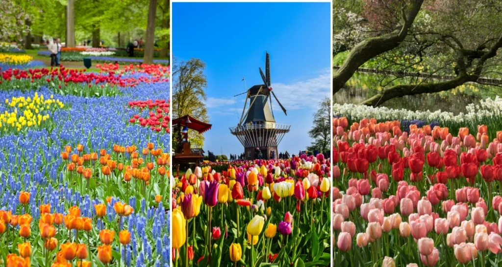 Keukenhof