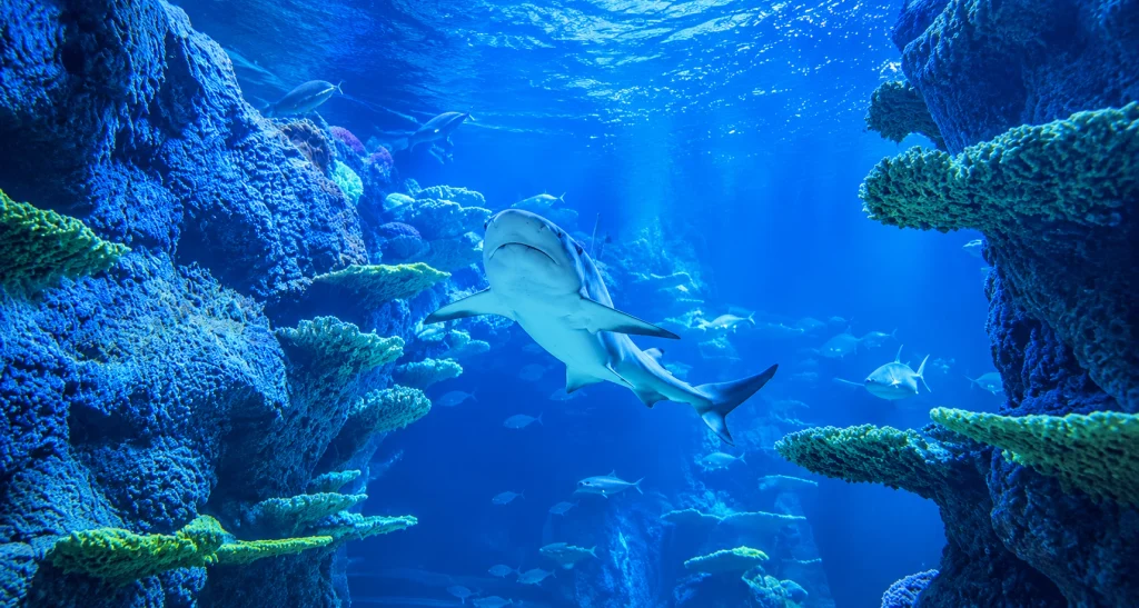 Grey nurse shark swimming through the coral reef exhibit at Sea Life Sydney Aquarium