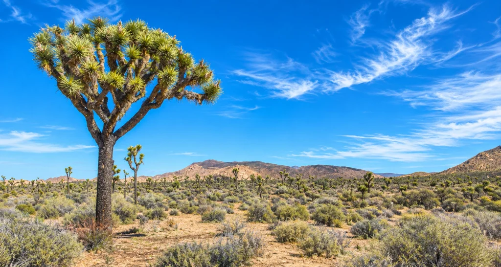 how many national parks in California