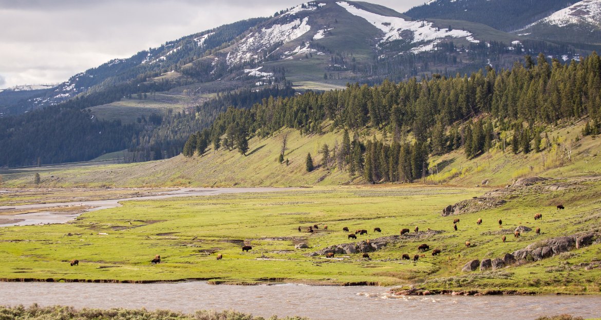 Bison cows and young calves in a green valley below snowy mountains in spring