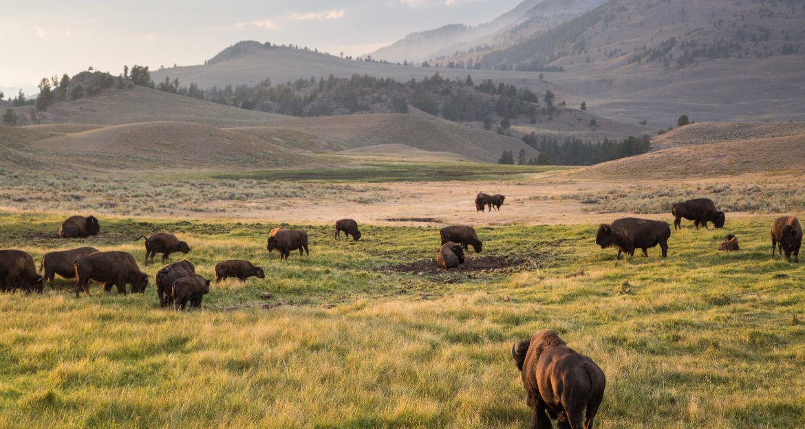 Bison herd grazing across the open grasslands of Lamar Valley