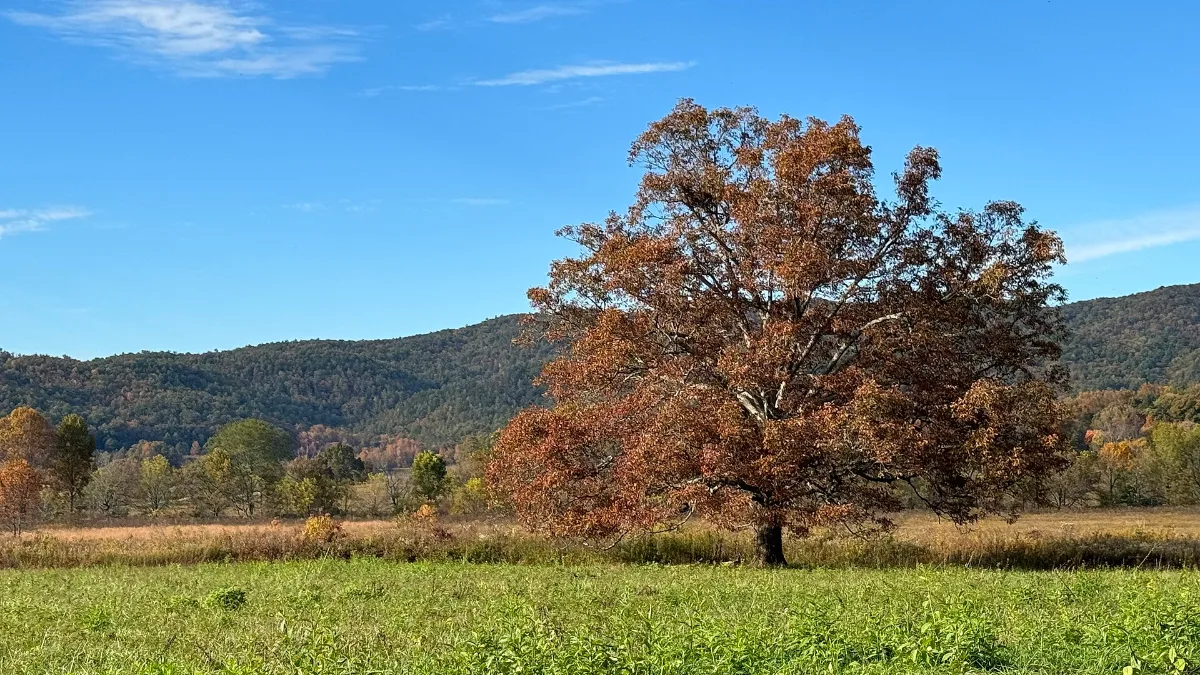 Fall colors in Cades Cove, Great Smoky Mountains National Park